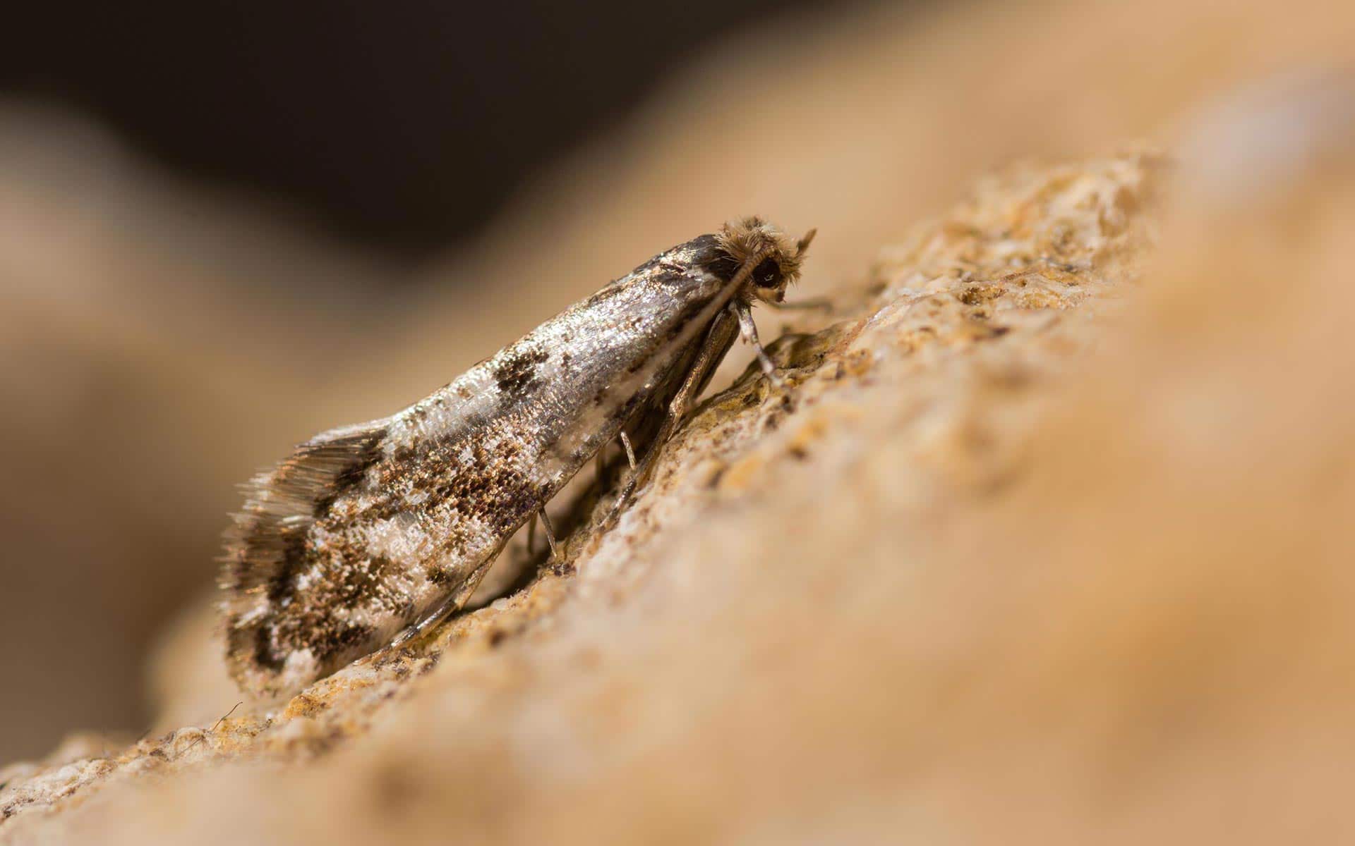 Traiter les mites de façon naturelle